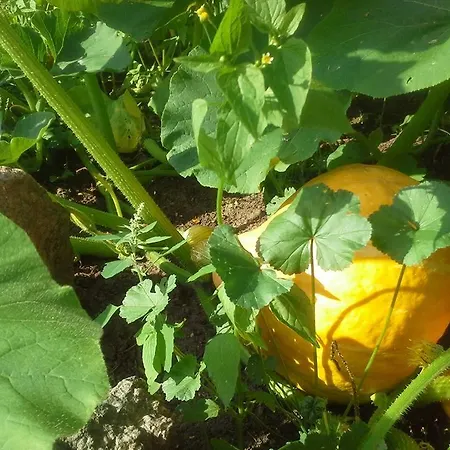 Gutshaus Buberow - Haupthaus - Fuer Seminare & Gruppen Hébergement de vacances