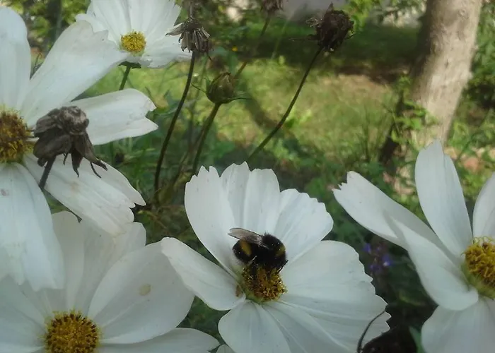 Gutshaus Buberow - Haupthaus - Fuer Seminare & Gruppen بيت للعطل *