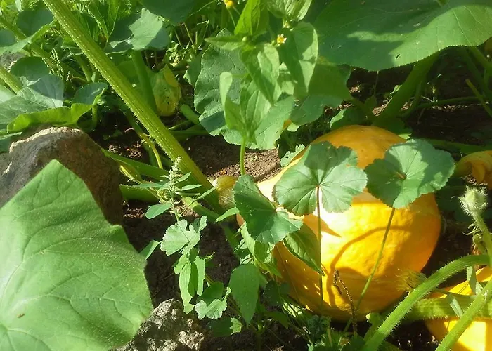 Gutshaus Buberow - Haupthaus - Fuer Seminare & Gruppen Hébergement de vacances